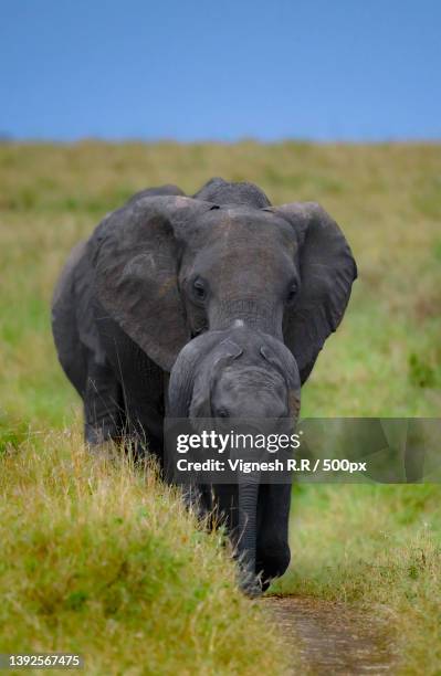 a lone african elephant grazing in the plains of africa,maasai mara national reserve,kenya - african elephant calf stock pictures, royalty-free photos & images