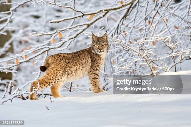 portrait of a wild lynx walking on snow - lynx photos et images de collection