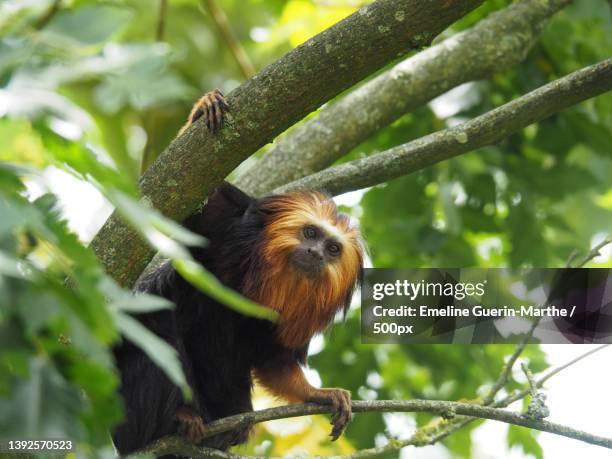 low angle view of squirrel on tree - golden headed lion tamarin stock pictures, royalty-free photos & images