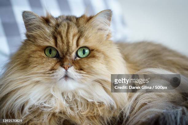 green eyes,close-up portrait of cat - persian cat stock pictures, royalty-free photos & images