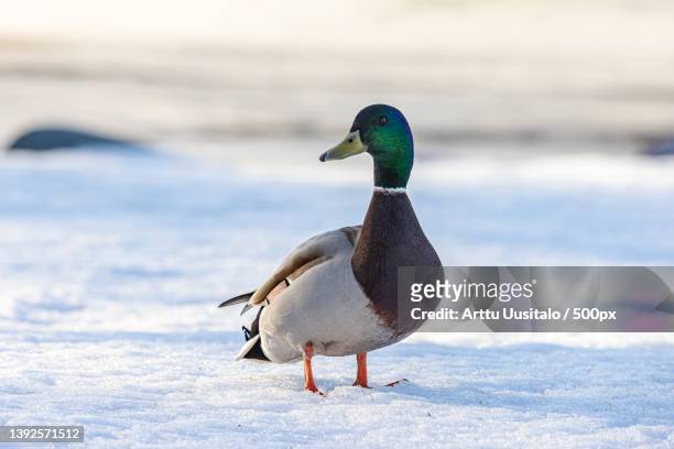 mallard - anas platyrhynchos,side view of duck perching on frozen lake,oulu,finland - arttu stock pictures, royalty-free photos & images