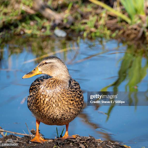 female mallard duck at juanita bay park,juanita bay park,united states,usa - juanita brown stock pictures, royalty-free photos & images