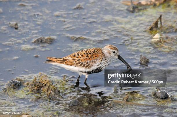 dunlin,close-up of dunlin perching on shore at beach,united states,usa - dunlin bird stock pictures, royalty-free photos & images