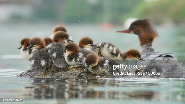 smergo maggiore,a group of ducks,lecco,italy - common merganser bildbanksfoton och bilder