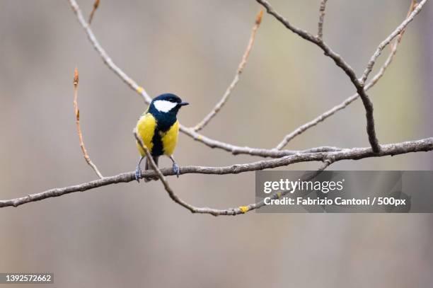 cinciallegra in natura,close-up of songtitmouse perching on branch - cinciallegra stock pictures, royalty-free photos & images