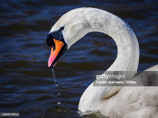 close-up of mute swan swimming in lake - vår stock pictures, royalty-free photos & images