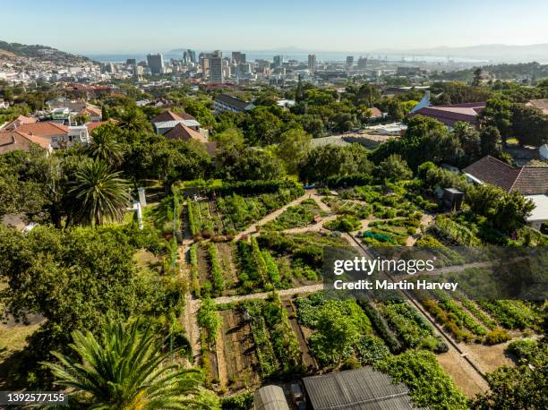 aerial view of a non-profit community urban city farm and garden,cape town city centre in the background, south africa - cape town buildings stock pictures, royalty-free photos & images