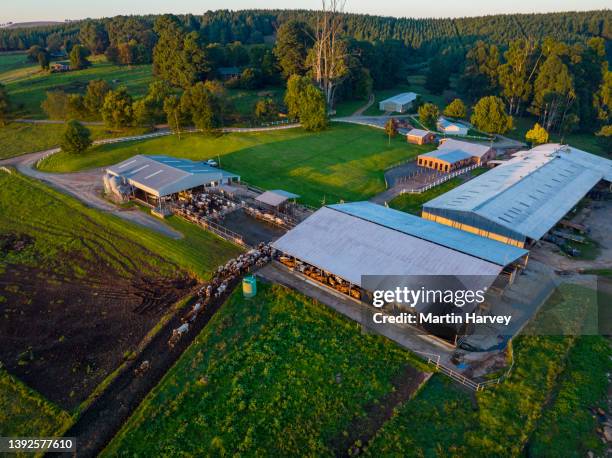 aerial view of ayrshire dairy cows waiting to be milked on a large commercial dairy farm.  livestock responsible for greenhouse gas emissions, contributes towards climate change - greenhouse gas farm stock pictures, royalty-free photos & images