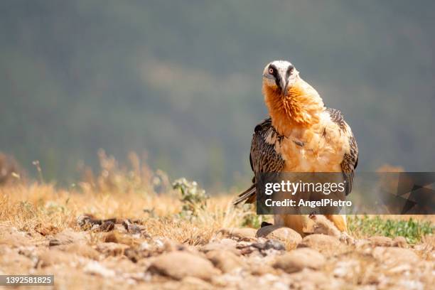 lammergeier - bearded vulture fotografías e imágenes de stock