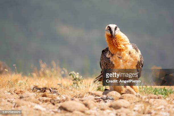 lammergeier - bearded vulture stock pictures, royalty-free photos & images