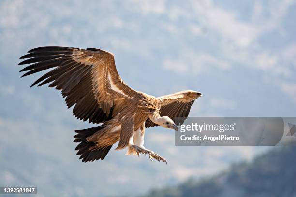 griffon vulture - accipitridae stock-fotos und bilder