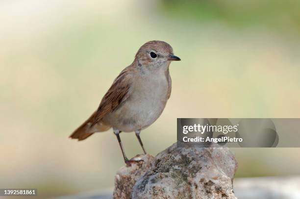 nightningale - nightingale fotografías e imágenes de stock