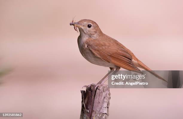 nightingale feeding the nest - nightingale fotografías e imágenes de stock