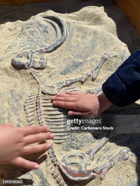 two children's hands playing with a mammoth fossil. - fossil hunting stock pictures, royalty-free photos & images