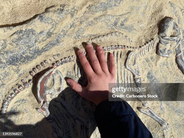 a child removes sand from a mammoth fossil set. - paleontología fotografías e imágenes de stock