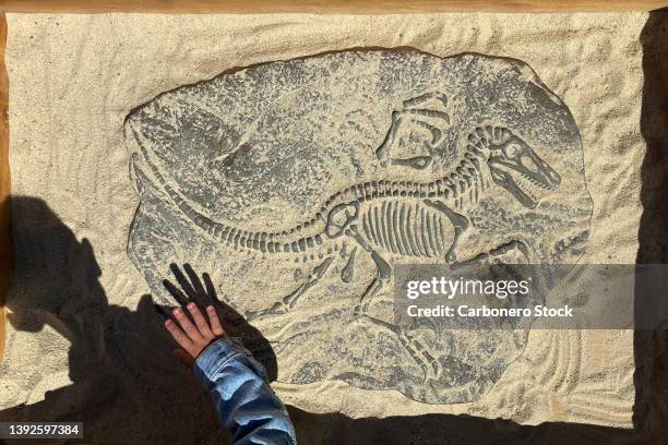 a child playing paleontologist. - fossil bildbanksfoton och bilder