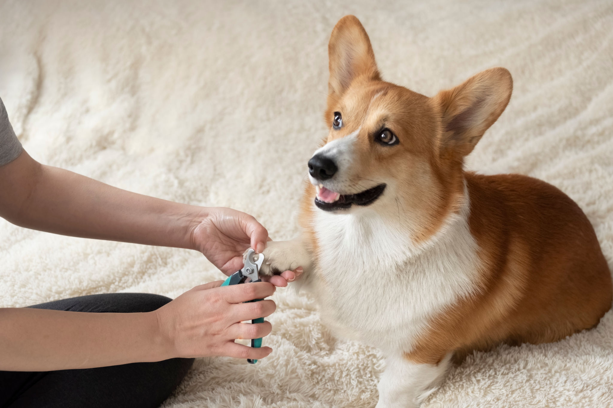 dog nail trimming