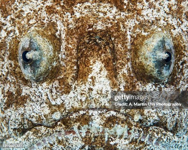 close-up of a stargazer fish (uranoscorpus scaber) - stargazer fish stock pictures, royalty-free photos & images