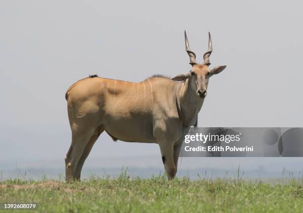 common eland - elenantilope stock-fotos und bilder