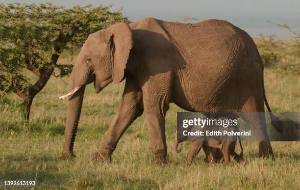 an elephant and her calf - baby elephant walking stock pictures, royalty-free photos & images