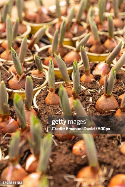 tulip bulbs sprouted,close-up of plants growing on field - plant bulb stock pictures, royalty-free photos & images