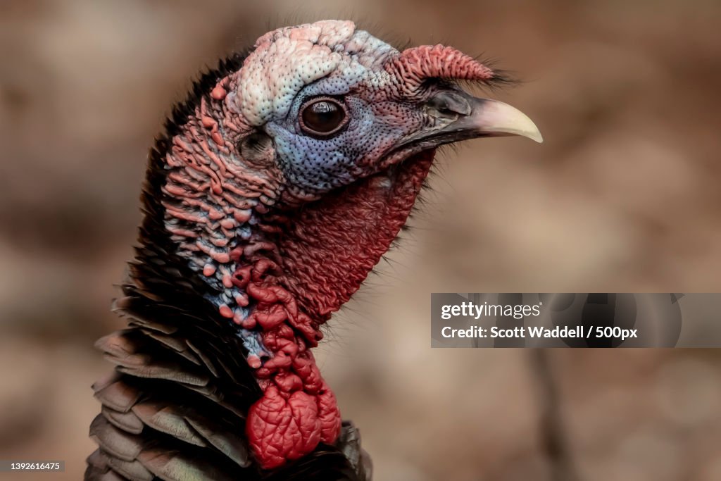 Head Shot,Close-up of peacock,Ottawa,Ontario,Canada