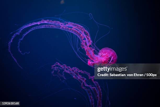 deep blue purple,close-up of jellyfish swimming in sea,punta brava,canarias,spain - tentacle imagens e fotografias de stock