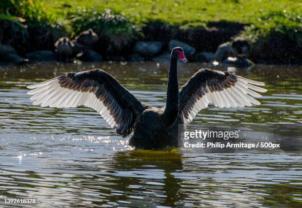 black swan with spread wings,close-up of black swan flying over lake,kapiti,new zealand - black swans stock pictures, royalty-free photos & images
