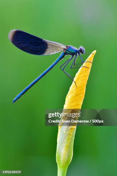 banded demoiselle - calopteryx splendens 24,close-up of damselfly on leaf - dragonfly foto e immagini stock