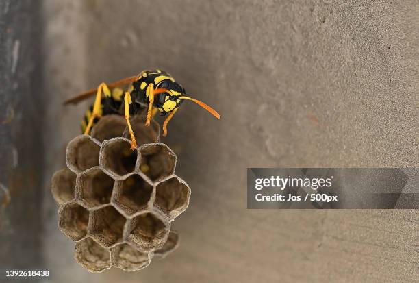 close-up of bees on honeycomb - feldwespe stock-fotos und bilder