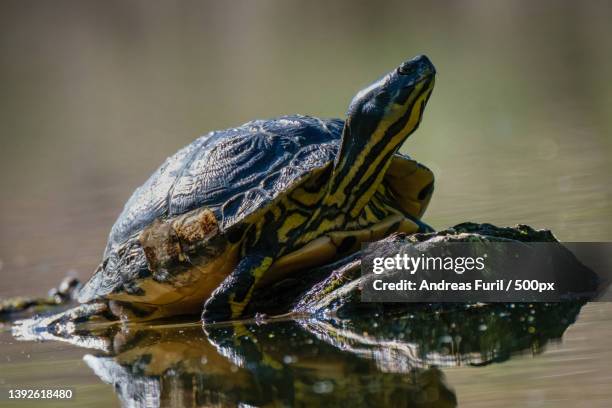 gelbbauch schmuckschildkrten,close-up of red eared slider terrapin swimming in lake - amphibian stockfoto's en -beelden