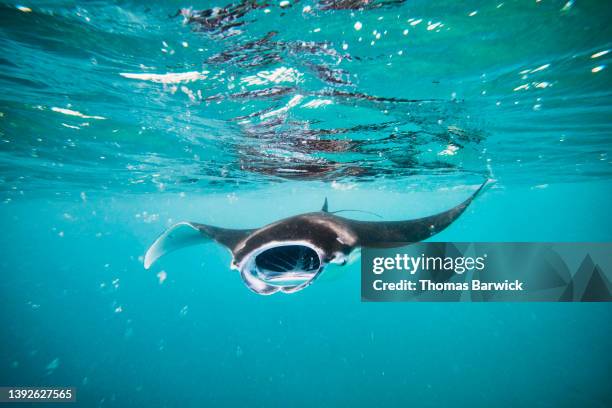 wide shot underwater view of reef manta ray feeding on plankton - indian ocean stock-fotos und bilder