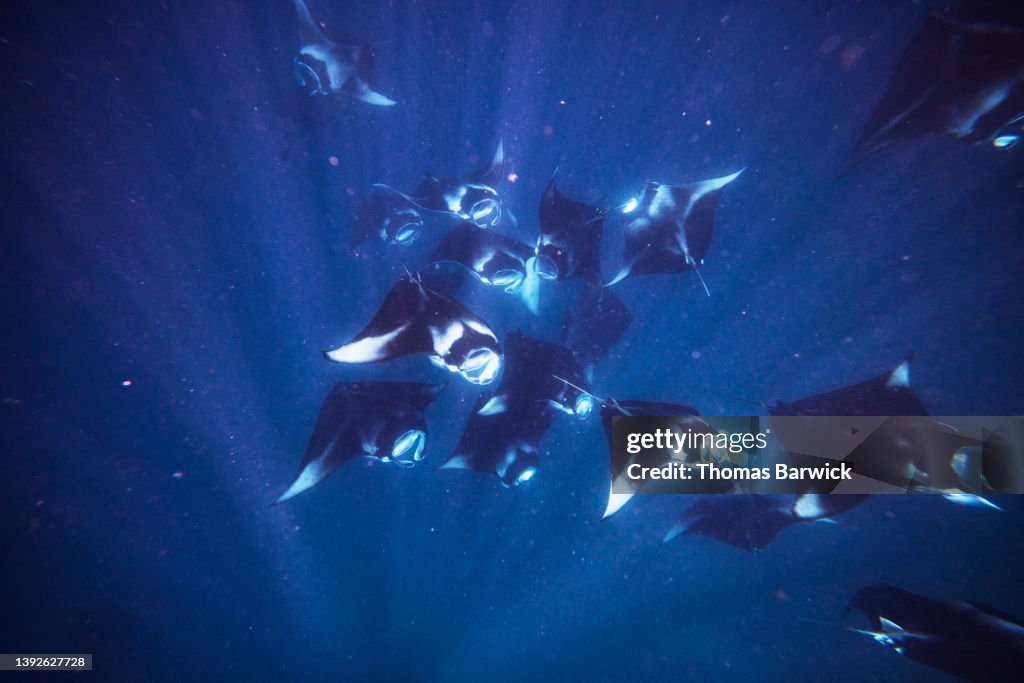 Wide Shot Underwater View Of Reef Manta Rays Cyclone Feeding High Biology Diagrams