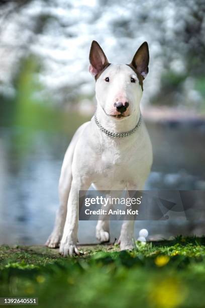 portrait of a bullterrier dog - bull terrier stock-fotos und bilder