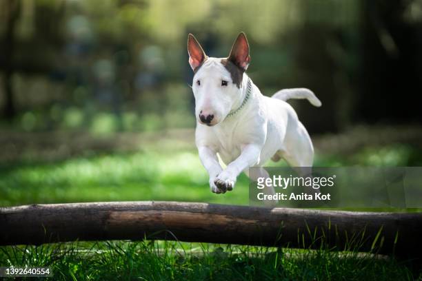 jumping bull terrier dog - bull terrier stock-fotos und bilder