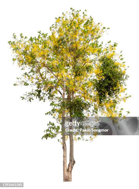 golden shower tree isolated on white background, clipping path - tree forest flowers stockfoto's en -beelden