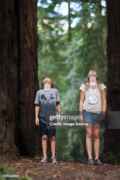 two children looking up at a tree in awe - only kids at sky stock pictures, royalty-free photos & images