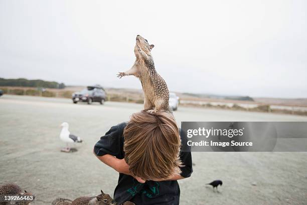 hörnchen auf einem boy's head - offbeat stock-fotos und bilder