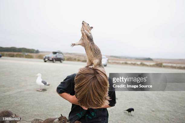 squirrel standing on a boy's head - kind dier stockfoto's en -beelden