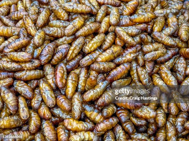 Most Digusting Things Insect 993 Ugliest Insects Stock Photos, High-Res Pictures, and Images - Getty ...