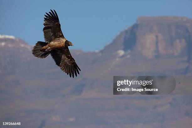 lammergeier junior (quebrantahuesos) a la calzada del gigante castle, drakensburg montañas, áfrica - bearded vulture fotografías e imágenes de stock