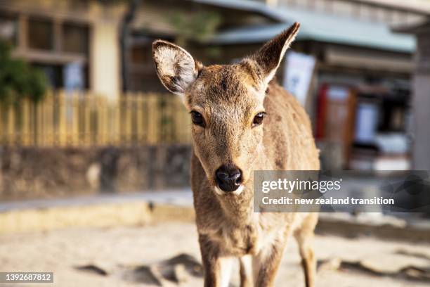 closeup front portrait of deer in miyajima, japan - miyajima stock pictures, royalty-free photos & images