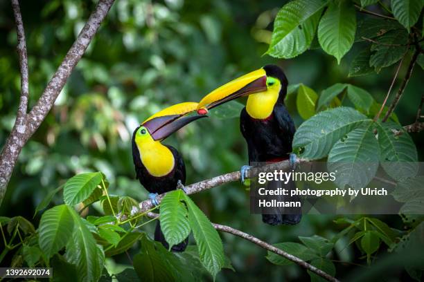 two yellow-throated toucans in rainforest, costa rica - toucan eating stock pictures, royalty-free photos & images