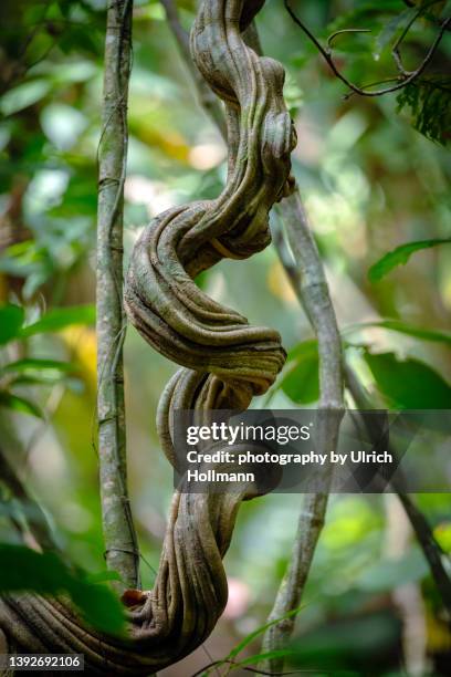 liana in a jungle, costa rica - liana stock pictures, royalty-free photos & images