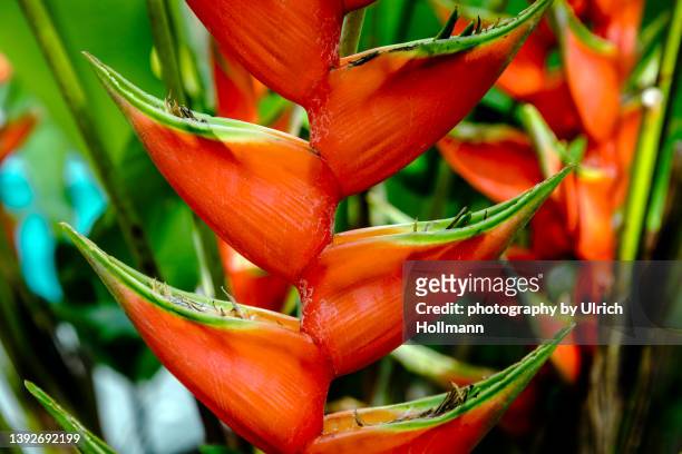 close up of heliconia plant (lobster-claw), costa rica - hawaiian heliconia stock pictures, royalty-free photos & images