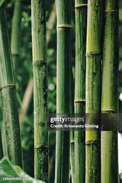 bamboo forest - bamboo material stock-fotos und bilder