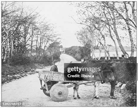 Antique photograph of Ireland: Donkey and cart, Carrickfergus Antique photograph of Ireland: Donkey and cart, Carrickfergus