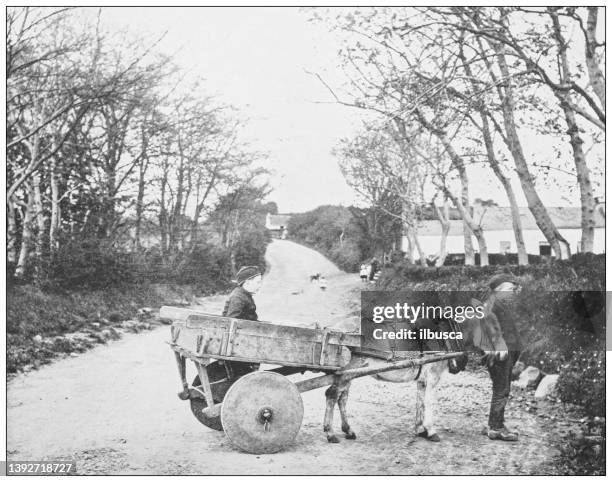 antique photograph of ireland: donkey and cart, carrickfergus - children only photos stock illustrations