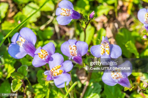 mazus miquelii - phlox stock-fotos und bilder