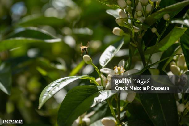 orange blossom and bee pollinating flower on tree, citrus sinensis, in greece - mytilene stock pictures, royalty-free photos & images